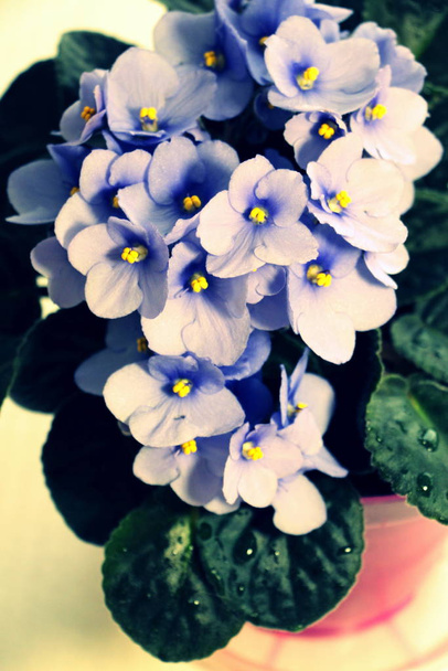Маленькие цветы синих фиалок крупным планом. Свежие цветы в горшке
. - Фото, изображение