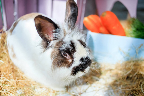 Милый пушистый пасхальный кролик сидит на сухой траве на фоне деревянных коробок, которые окрашены в пастельные цвета
. - Фото, изображение