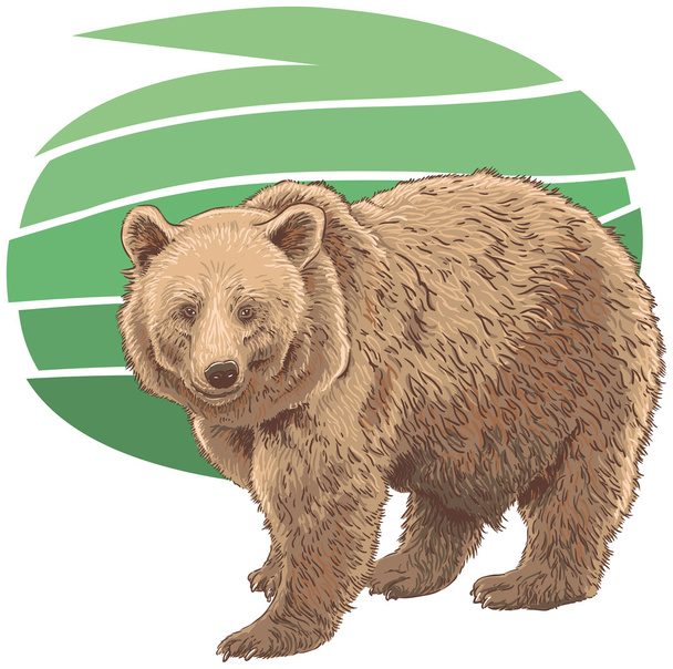 Kodiak bear - Vector, Image