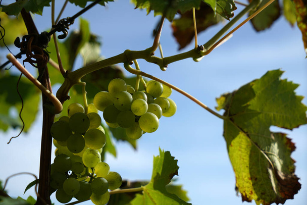 Grapes from the wine-growing region on the Danube photographed in detail - Photo, image