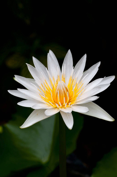 lotus flower in the pond - Fotó, kép