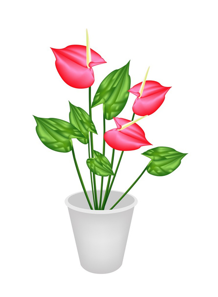 Цветы антуриума или фламинго Лили в цветочном горшке
 - Вектор,изображение