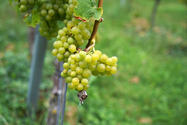 Виноград з території Дунаю, де вирощують вино, детально сфотографував - Фото, зображення