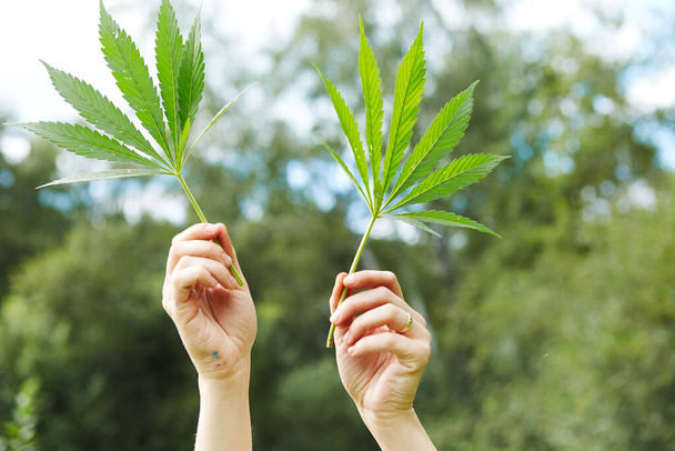 Manos de joven levantando hojas de marihuana, concepto de libertad
 - Foto, imagen