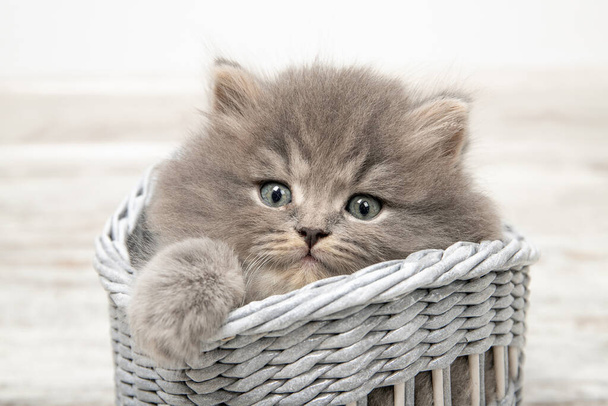 Un bel gattino con gli occhi azzurri siede in un cesto. Primo piano
 - Foto, immagini