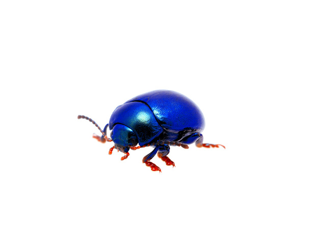Blue beetle - Photo, Image