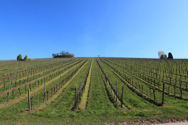 vineyard, nature flora and foliage, agriculture and countryside harvest - Foto, Imagem