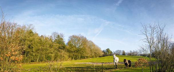 Два коні в панорамному пейзажі стоять
 - Фото, зображення
