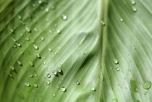 grass with dew drops, raindrop - Foto, imagen