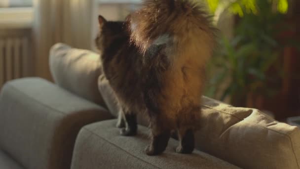 Krásná kočka doma - Záběry, video