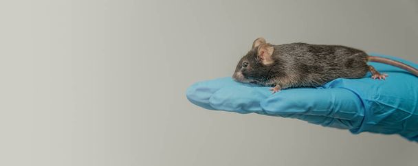 Banner with experimental black mouse is sitting at a person hand - Fotoğraf, Görsel