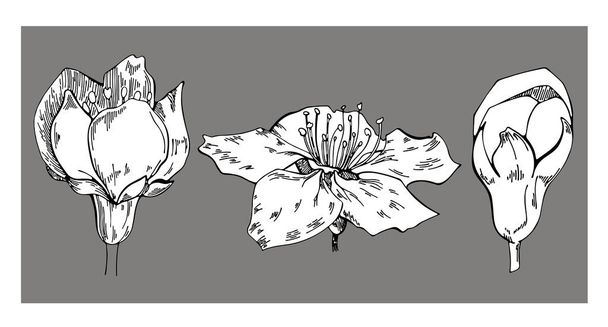 Satz floraler Vektorzeichnungen. Apfelblüte auf grauem Hintergrund. Vektor florale Illustration. Florales Element auf grauem Hintergrund. kann für Druck, Webseiten, Textilien, Packpapier verwendet werden. - Vektor, Bild