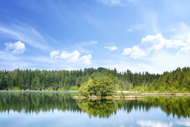 Барвисті краєвиди озера з відображенням дерев
 - Фото, зображення