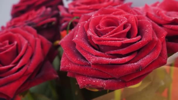 Červené růže s kapkami vody - Záběry, video
