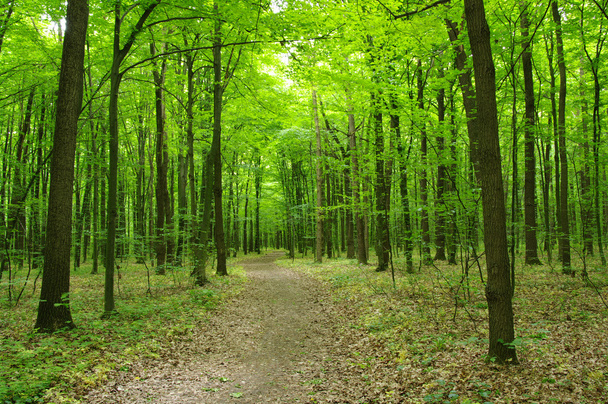 green forest - Fotoğraf, Görsel