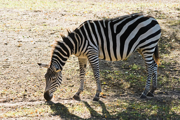 black and white zebra animal, mammal  - Fotografie, Obrázek
