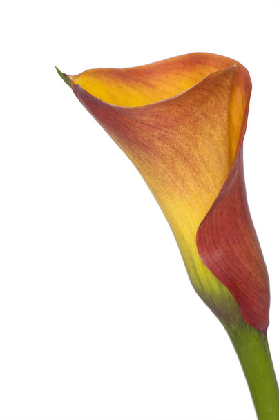 exotic calla lily flowers petals, flora and botany - Photo, Image