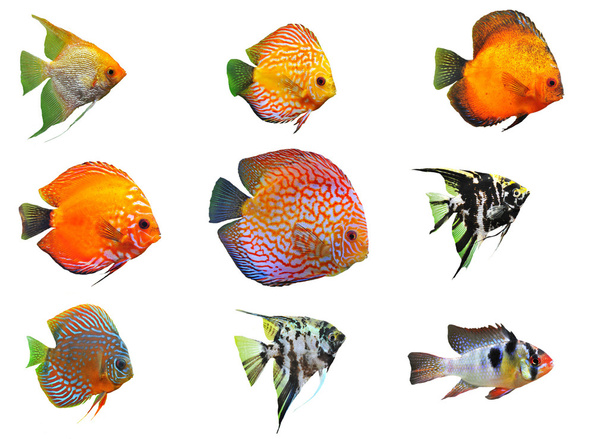 Fishes - Photo, Image