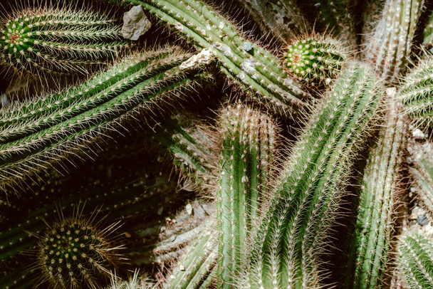 Cactus in the garden. Nature. - Foto, Imagen