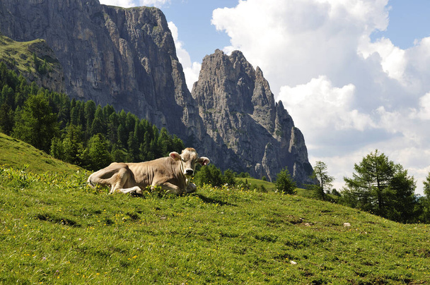 Le Tyrol du Sud est une province du nord-est de l'Italie. - Photo, image