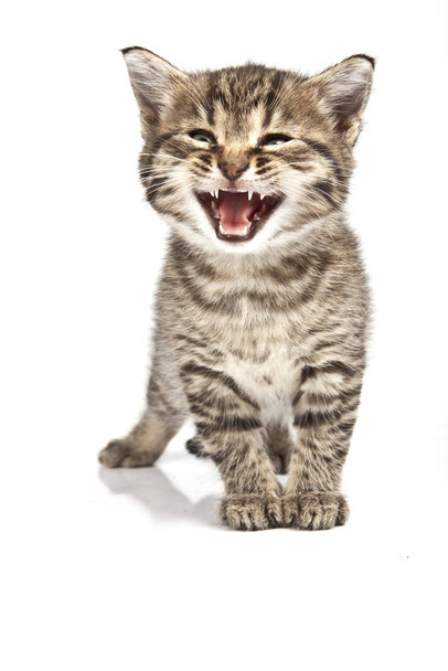 playful and funny cat, animal or pet concept - Φωτογραφία, εικόνα