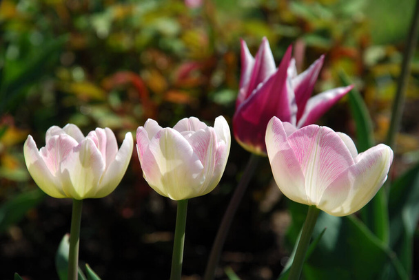 blooming tulips, spring flowers - Foto, Bild