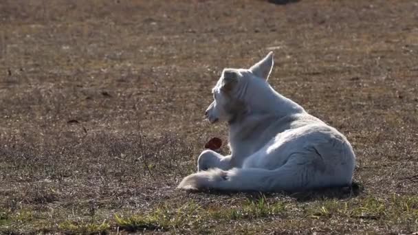 fehér kutya fekszik a füvön a napon - Felvétel, videó