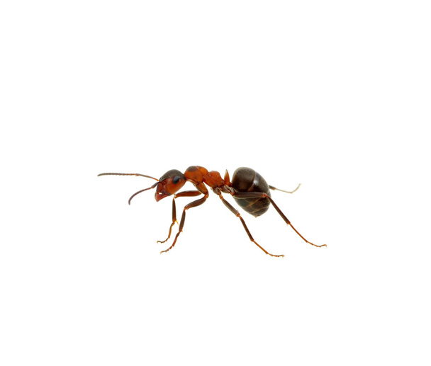 Beyaz karınca - Fotoğraf, Görsel