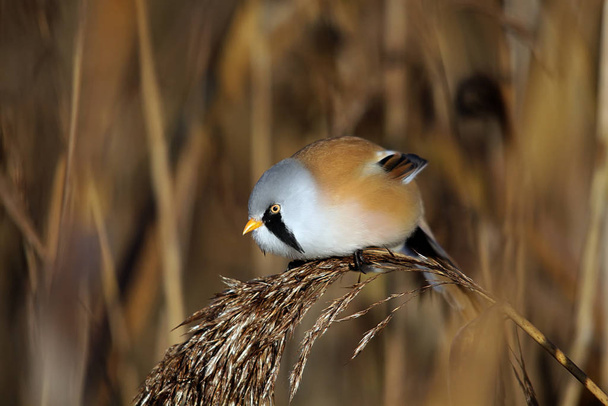 bearded tit in the reeds - Foto, Imagen