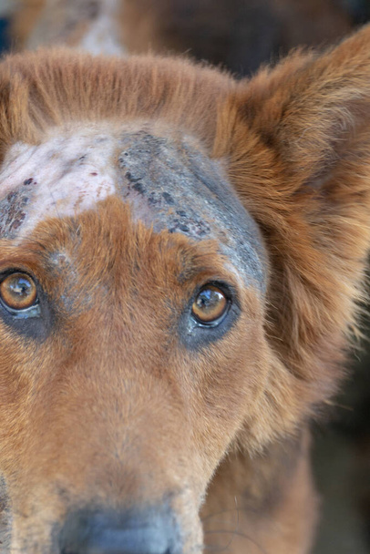 A Hurt dog  - Fotografie, Obrázek