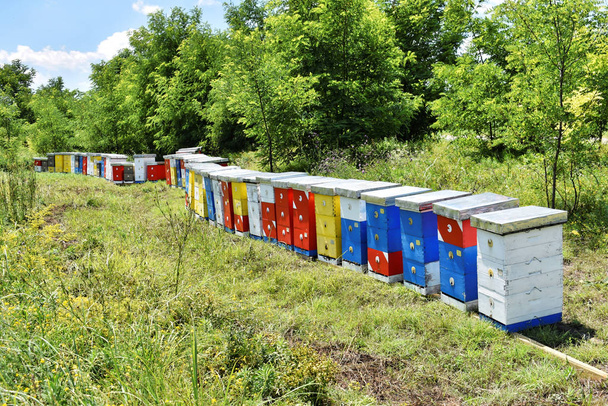 Лугова медова ферма на полі дикої квітки
              - Фото, зображення