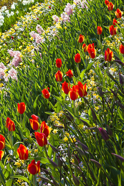 Background with spring flowers blooming in red, orange, yellow, pink and white - Foto, Imagen