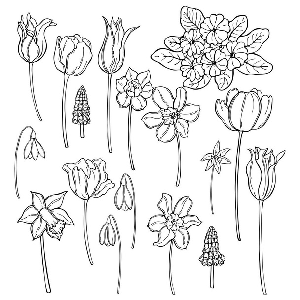 Hand drawn spring flowers. Vector   illustration. - Vecteur, image