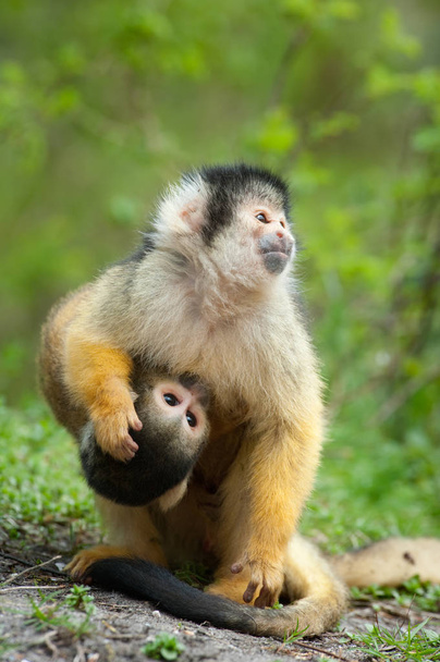 cute squirrel monkey with baby (Saimiri) subfamily: saimiriinae - Fotó, kép