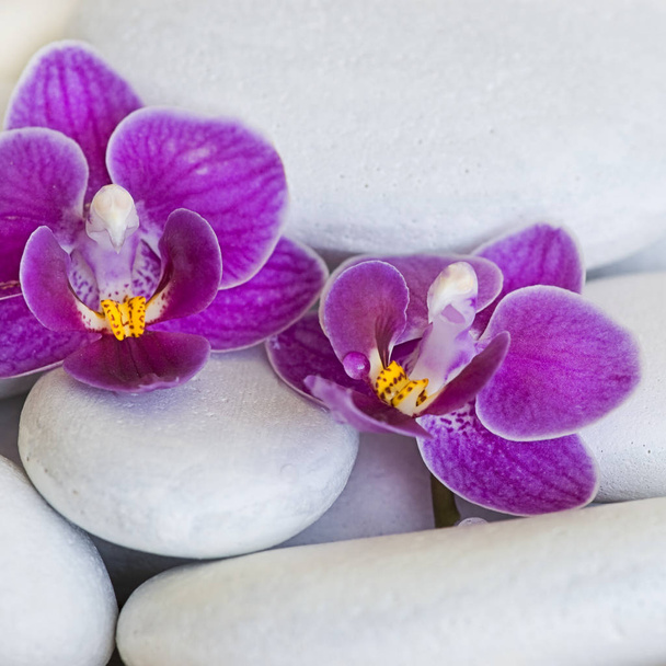 beautiful orchid flower, decorative plant - Fotó, kép