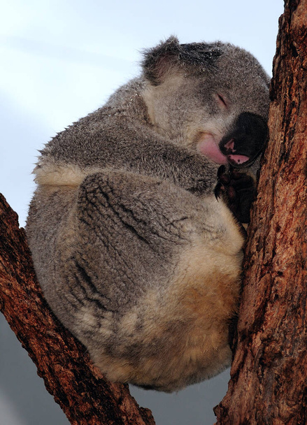 Lindo oso Koala acurrucado entre dos troncos NSW Australia
 - Foto, imagen