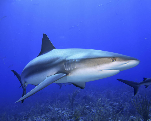 Caribbean Reef Shark in the Bahamas - Photo, Image