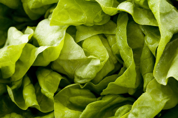 fresh green lettuce salad leaves - Fotó, kép