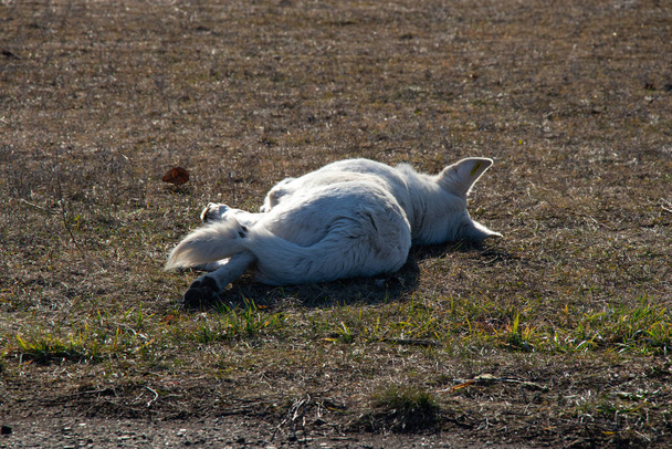 white dog lies on the grass in the autumn sun - Photo, Image