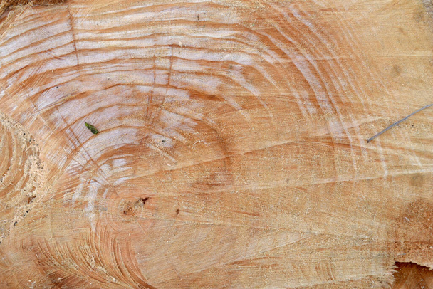 Croquis léger de la texture du bois
. - Photo, image