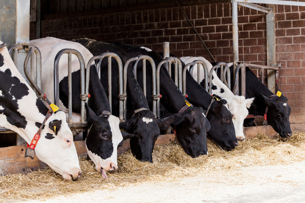 cows in a farm. Dairy cows in a farm. - Фото, изображение