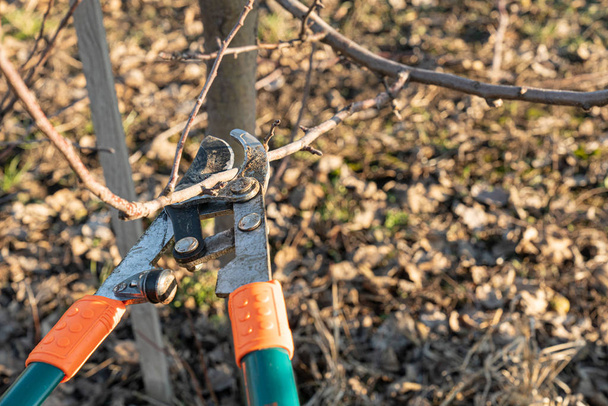 Close up picture garden shears, cutting off old branches in the garden on springtime outdoor, sunny day - Photo, Image