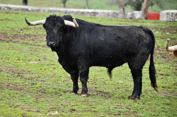 Büyük boynuzlu İspanyol boğası sığır yetiştiriyor. - Fotoğraf, Görsel