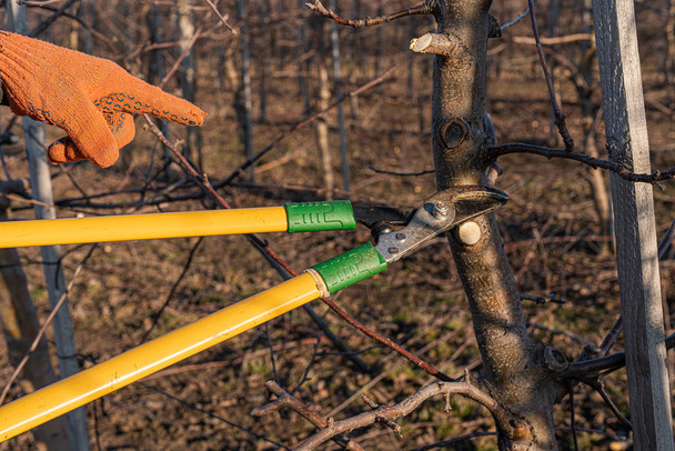 Varones mano en guante de trabajo naranja apuntando a las tijeras cerca de la rama cortada, jardín de frutas en el fondo
 - Foto, Imagen