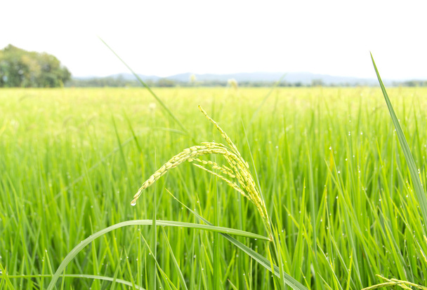 campo de arroz e um ramo de arroz
 - Foto, Imagem