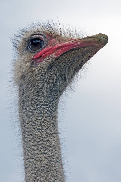 ostrich bird animal, wildlife - Фото, изображение