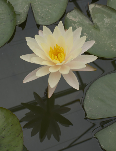 yellow water lily - Фото, изображение