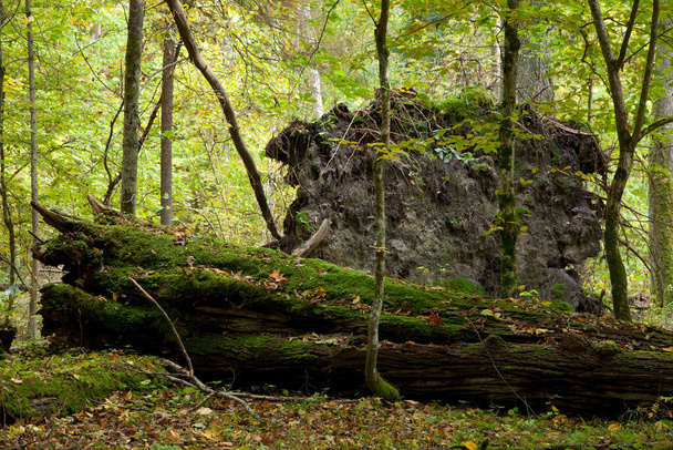 Large moss wrapped tree lying, deciduous autumnal forest - 写真・画像