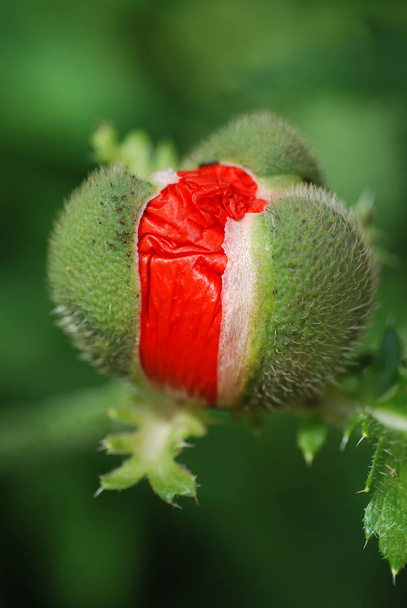 close-up view of beautiful wild poppy flowers - Foto, imagen