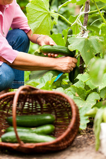 woman harvests cucumbers in the garden - Fotó, kép